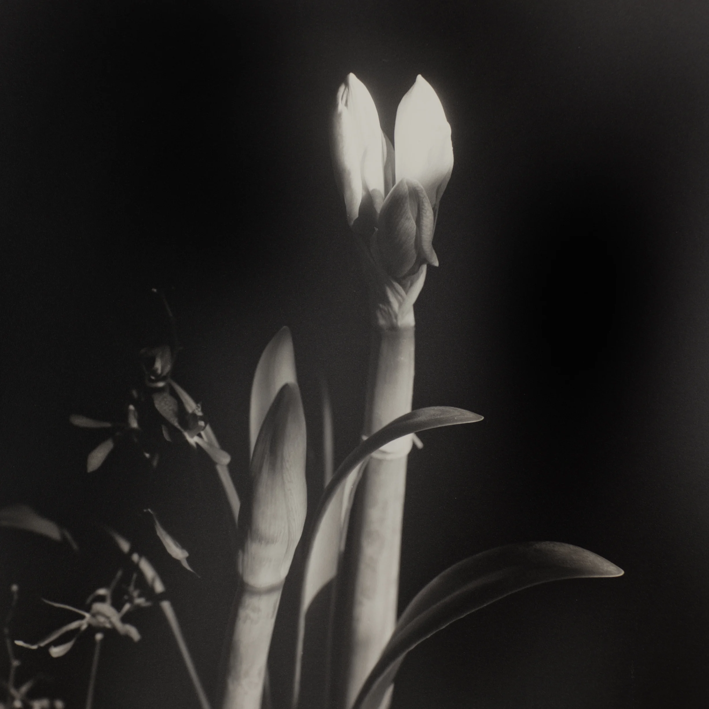 bruce cratsley: White Light Silent Shadow